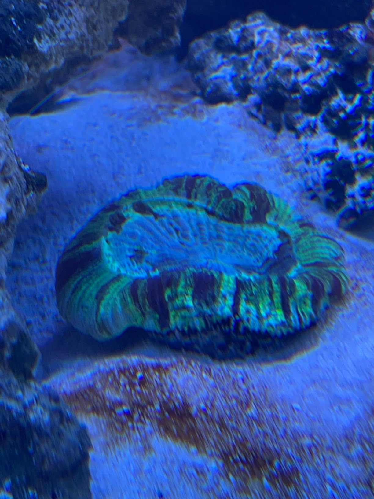 Seachem Reef Dip 250ml customer photo 1