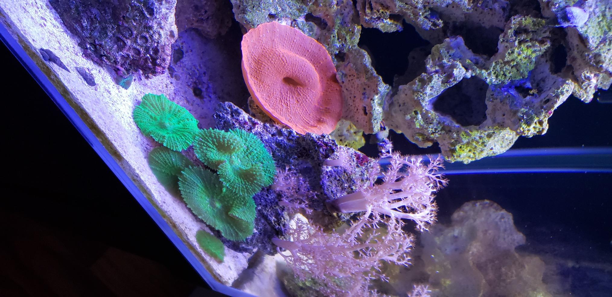 Seachem Reef Dip 250ml customer photo 2
