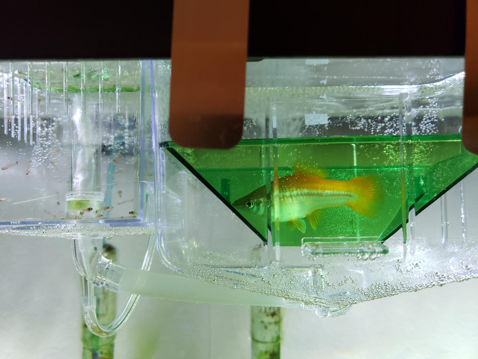 Penn-Plax AN2 Aqua Nursery and Hatchery Breeding Box for Your Aquarium customer photo 1
