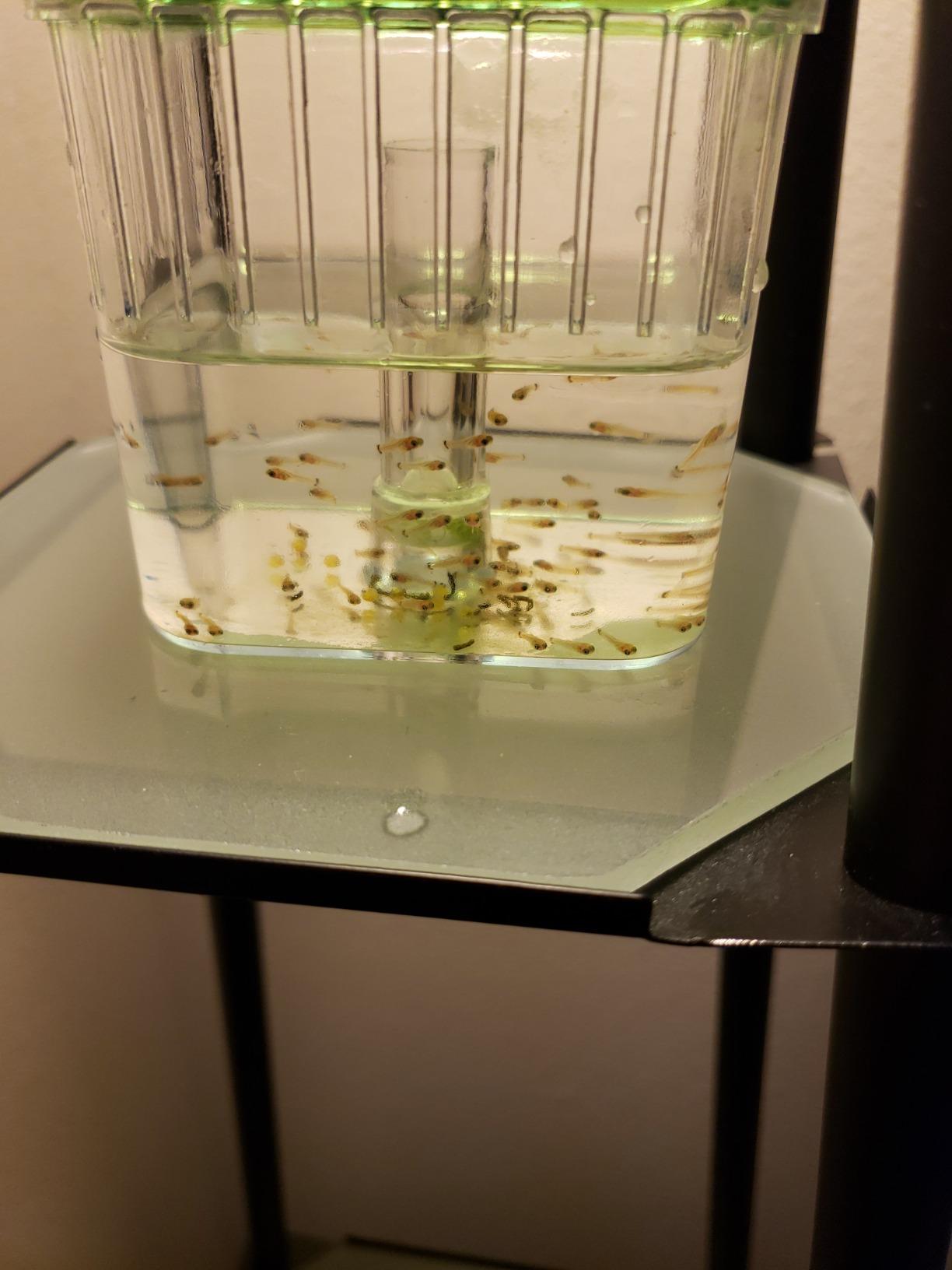 Penn-Plax AN2 Aqua Nursery and Hatchery Breeding Box for Your Aquarium customer photo 2