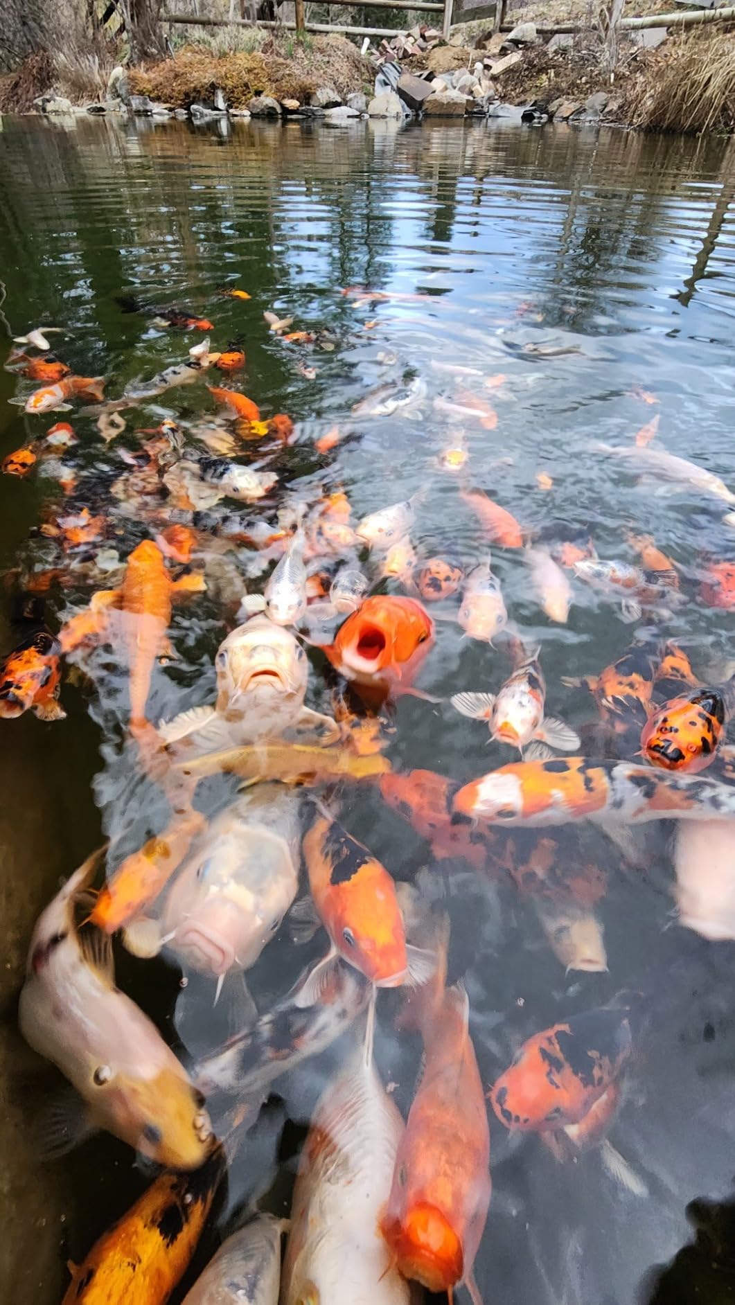 Blue Ridge Koi Fish Food 5lb - Koi Food Large 3/16