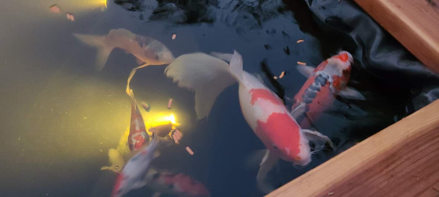 Blue Ridge Koi Fish Food 5lb - Koi Food Large 3/16