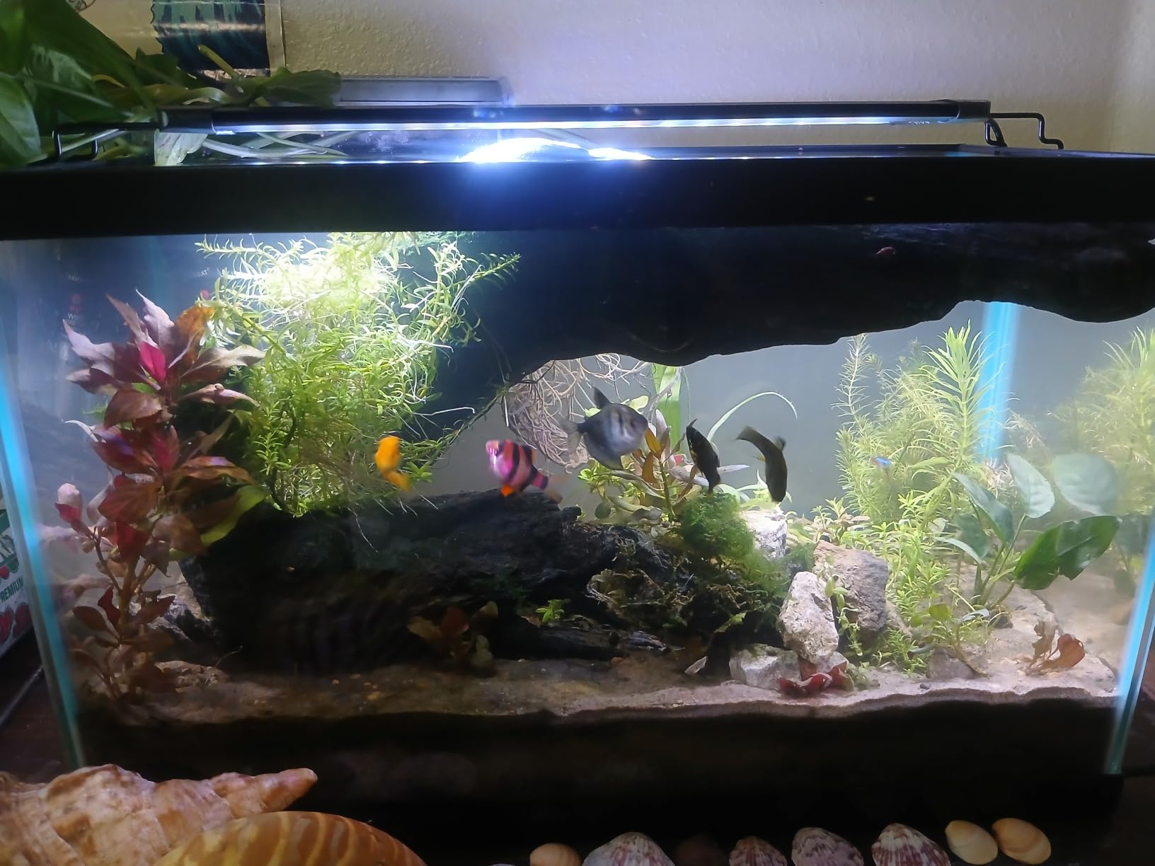 API LIQUID SUPER ICK CURE Fish Remedy, Freshwater and Saltwater Fish Medication, 4 fl oz customer photo 1