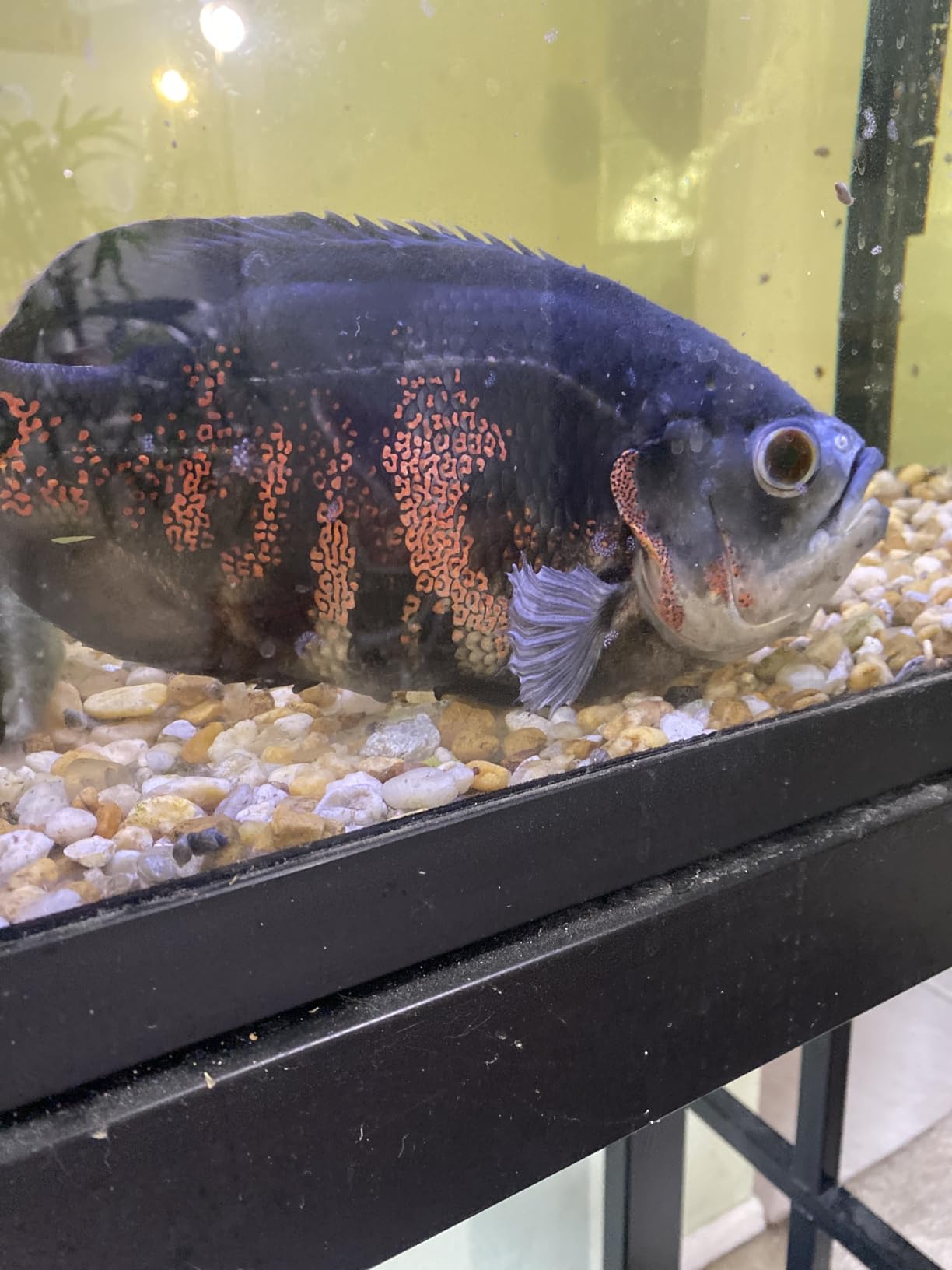 API LIQUID SUPER ICK CURE Fish Remedy, Freshwater and Saltwater Fish Medication, 4 fl oz customer photo 2