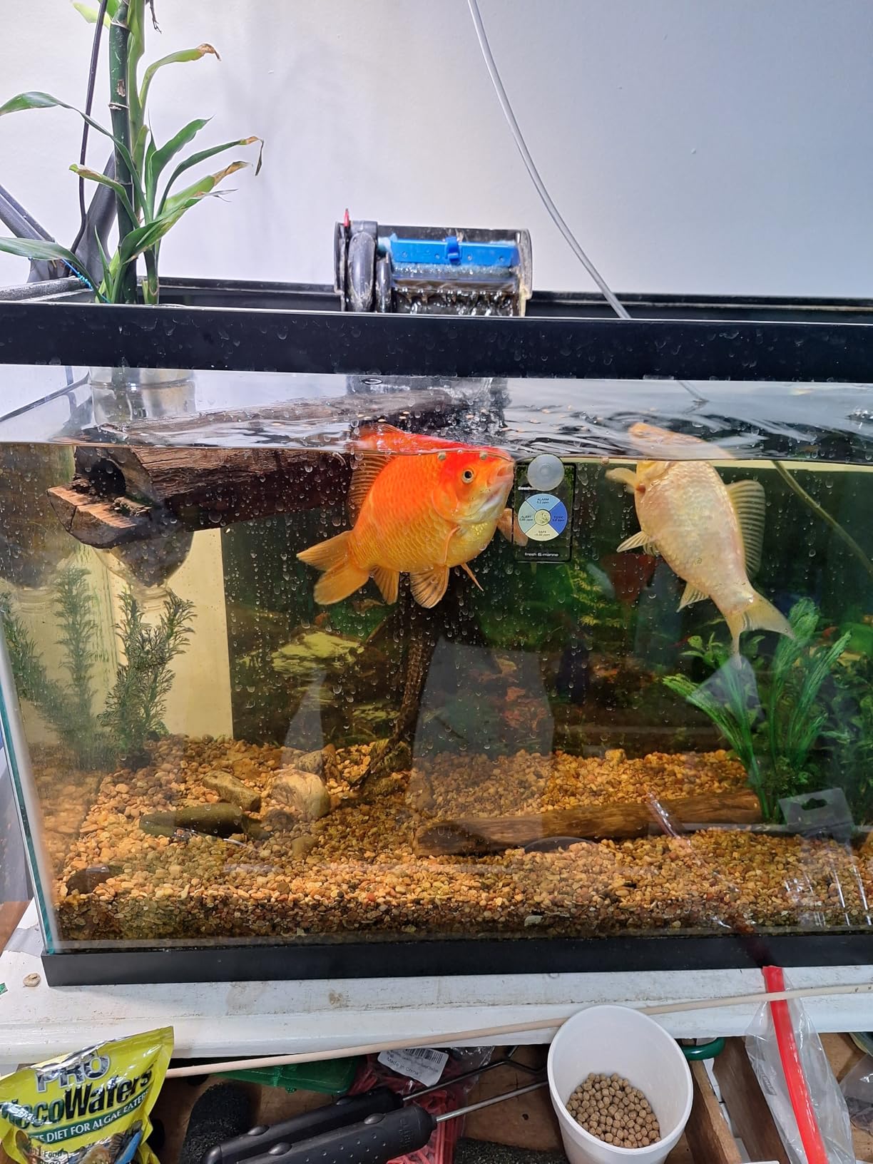 Kaytee Koi's Choice Koi Floating Fish Food for Ponds, Goldfish and Freshwater Pond Fish Pellets, 10 pounds customer photo 2