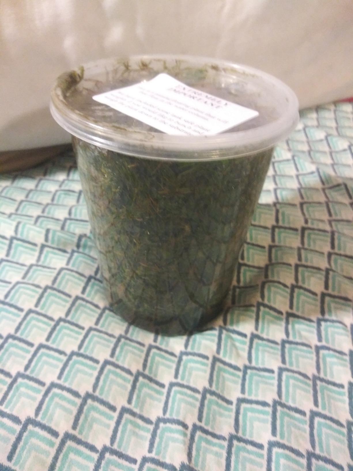 Oxygenating Hornwort (1 Bunch - 6 Stem Plants) customer photo 1