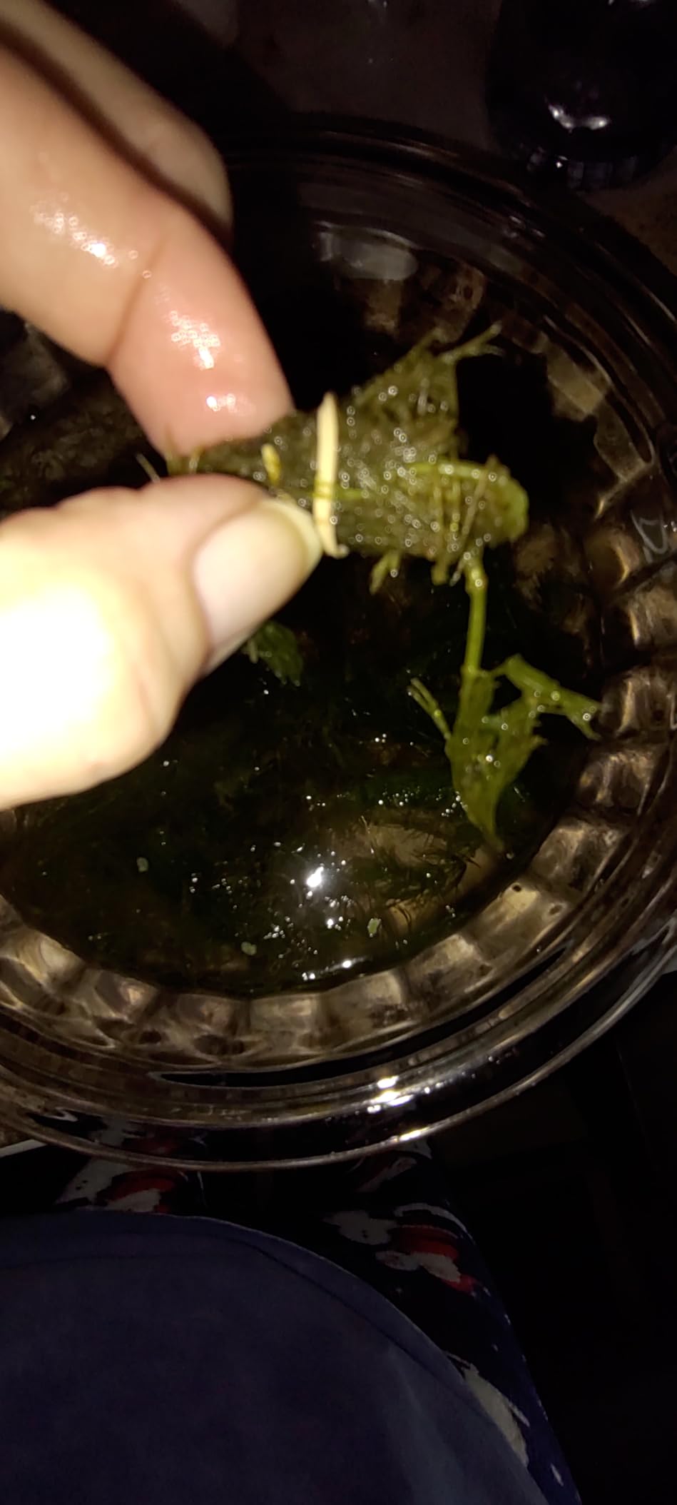 Oxygenating Hornwort (1 Bunch - 6 Stem Plants) customer photo 2