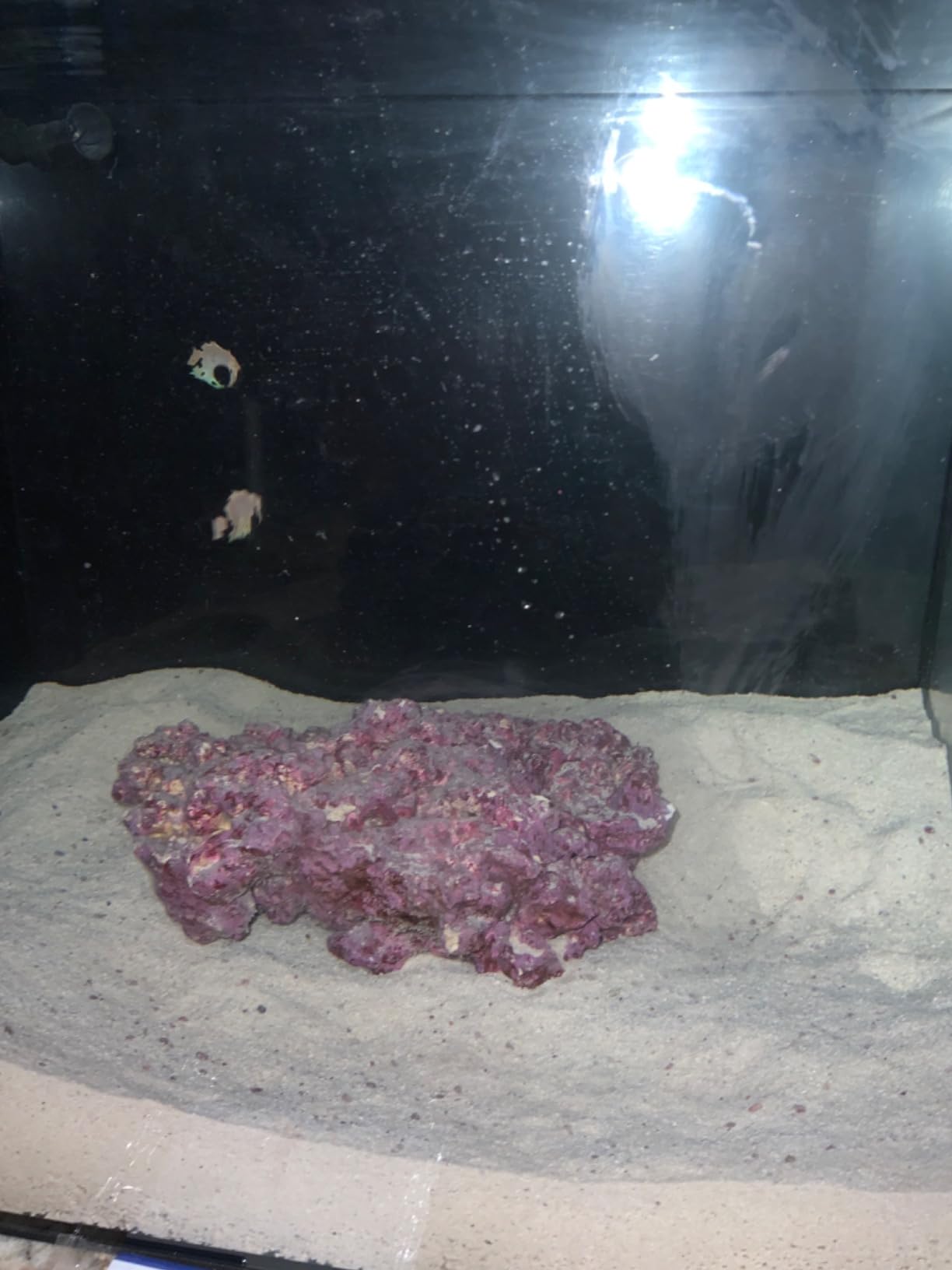 CaribSea Arag-Alive Bimini Pink Special Grade Reef Sand - 20 lbs - Natural Substrate for Marine & Reef Tanks, Promotes Coral Growth & Water Stability customer photo 2
