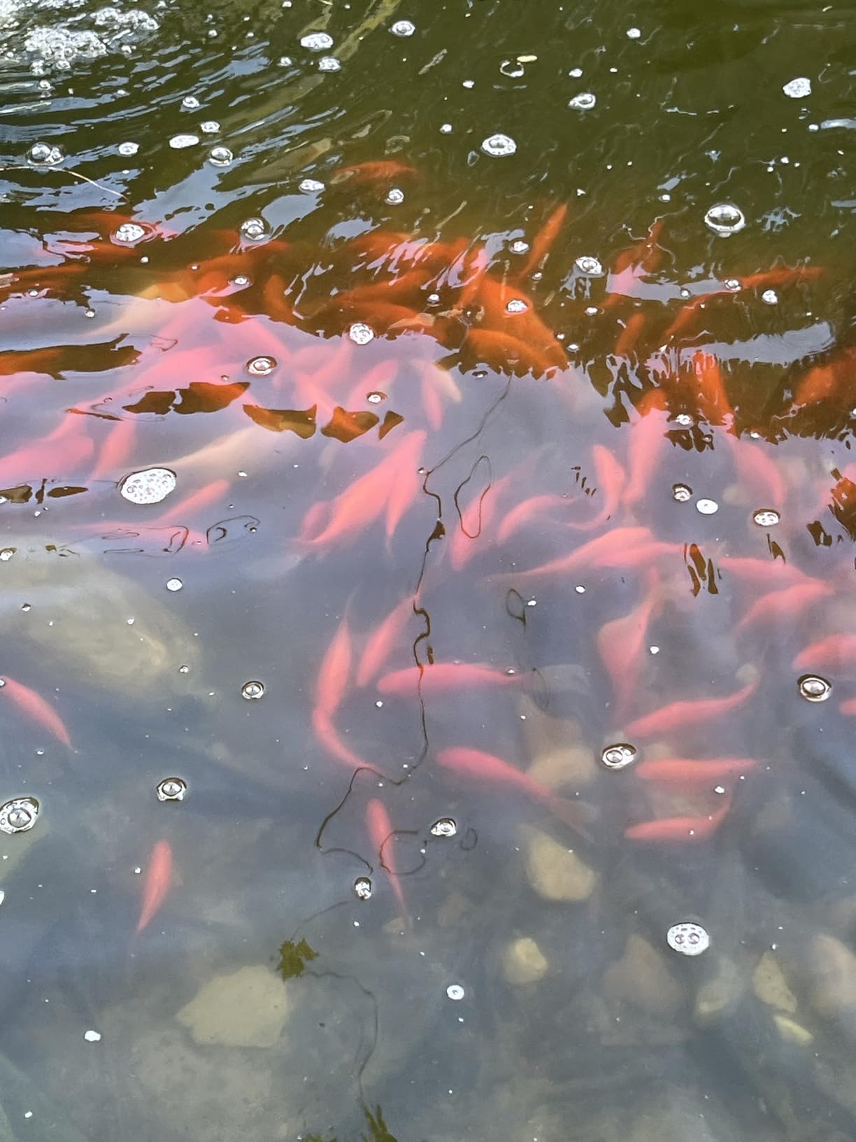API POND ALGAEFIX (32 fl oz) Pond Algae Control - Copper Free - Clean, Clear Water - Up to 9600 Gallons - Safe for Fish & Plants - Water Gardens, Fountains - Natural Active Ingredient - EPA-Registered customer photo 1