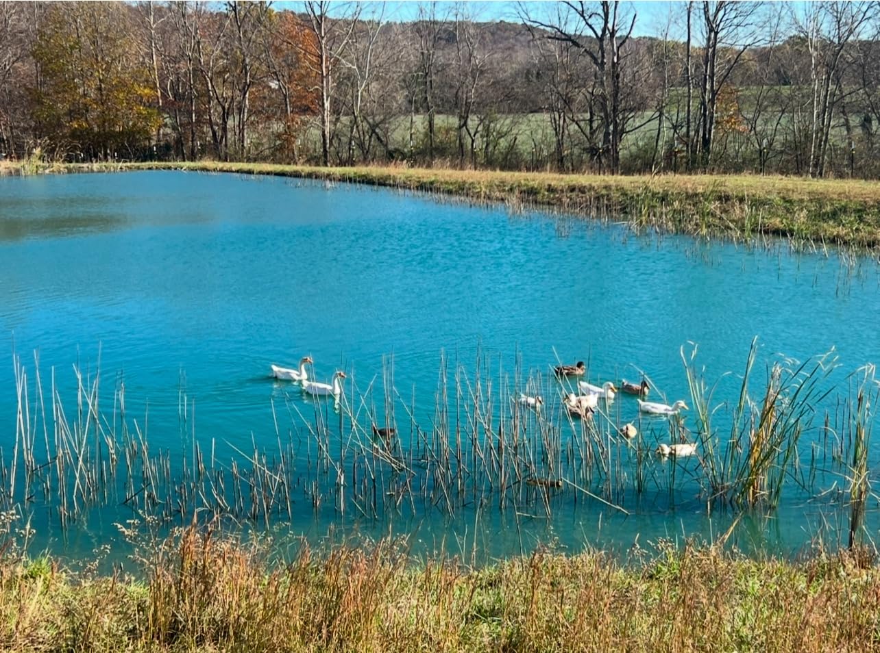 Crystal Blue Copper Sulfate Algaecide - Granular Aquatic Grade Copper Sulfate for Pond Algae Control - 5 Pounds customer photo 2
