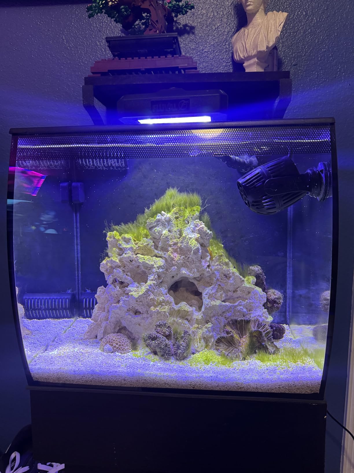 Brightwell Aquatics MicroBacter7 Biological Filter Bioculture Aid, 500 ml customer photo 2