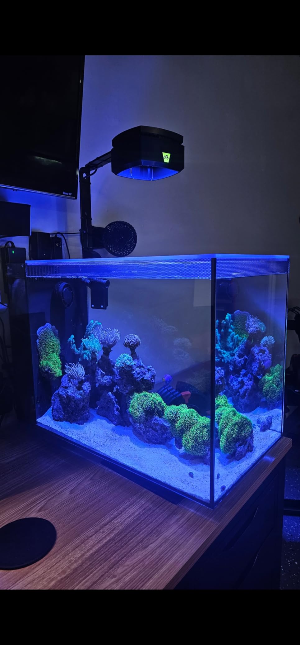 Brightwell Aquatics Reef Snow Marine Food for Corals & Invertebrates 500ml customer photo 1