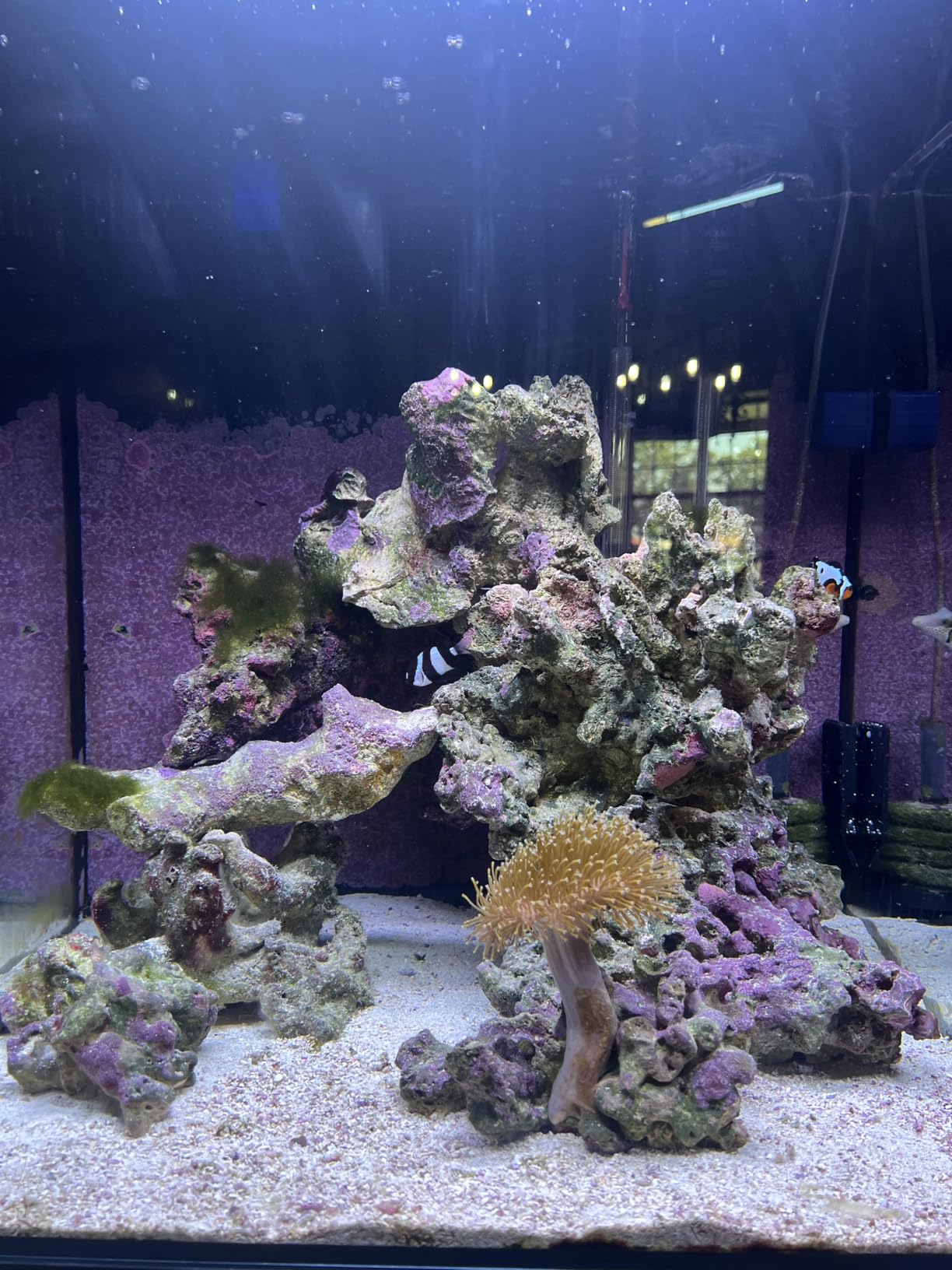 ESV Aquatics B-Ionic Calcium Buffer System, 2-part Calcium and Alkalinity Maintenance Kit for Salt Water Coral Reef Aquarium, 64 Ounce customer photo 1