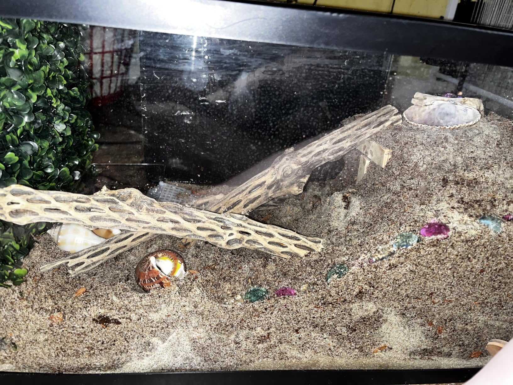 Zilla Coconut Husk Brick, Organic Bedding for Reptiles, Made with 100% Coconut Fiber, Ideal for Tropical Habitats and Egg Incubation customer photo 2