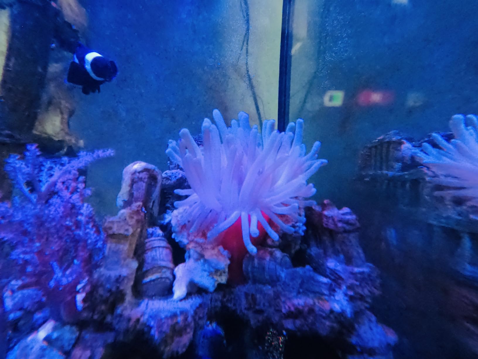 MICROBE-LIFT All-in-One Master Reef Supplement for Reef Environment Maintenance and Healthy Growth, 16 Fl Oz customer photo 1