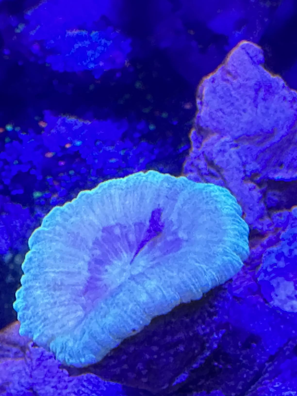 MICROBE-LIFT All-in-One Master Reef Supplement for Reef Environment Maintenance and Healthy Growth, 16 Fl Oz customer photo 2