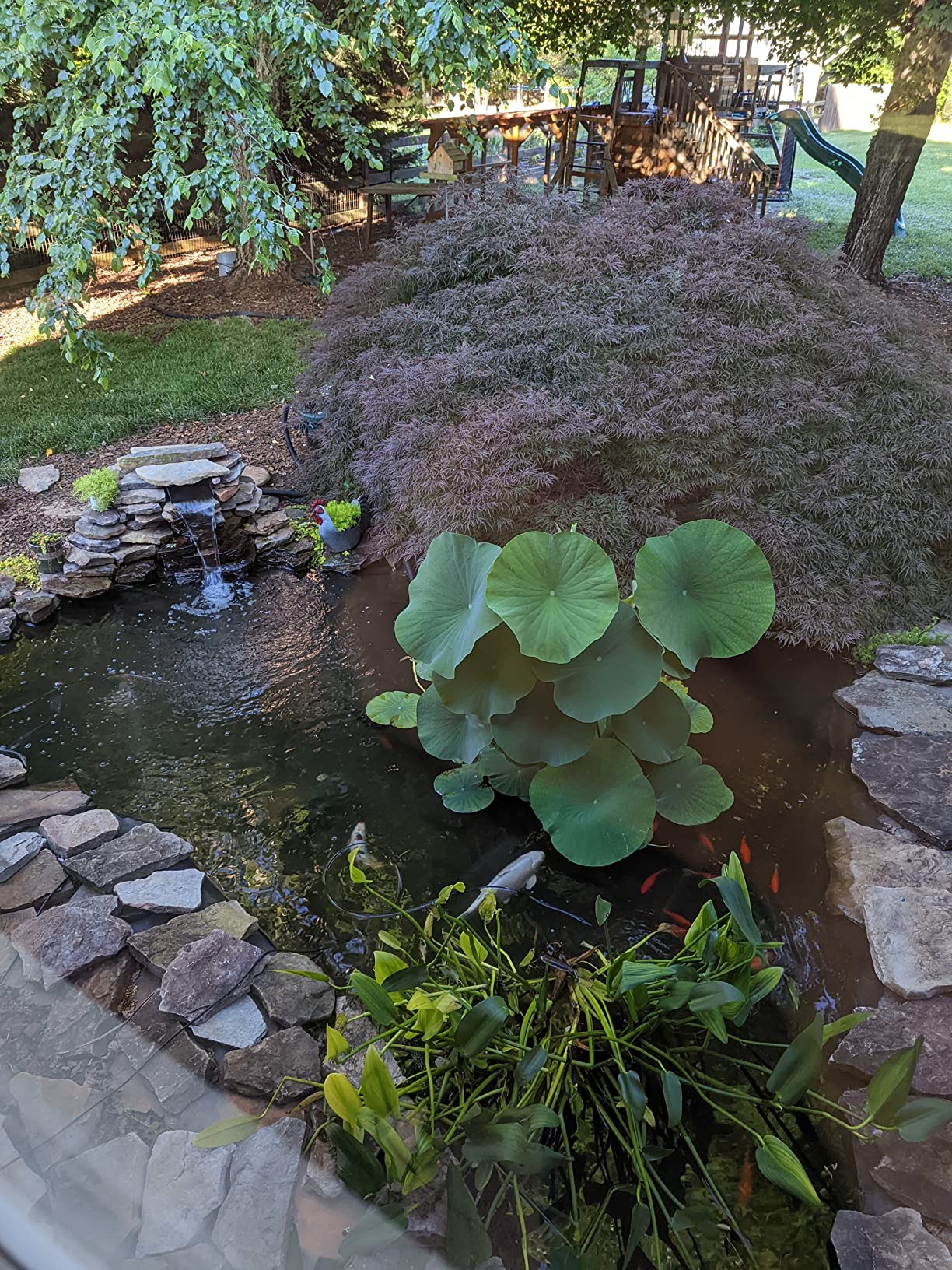 TetraPond Bio-Active Pressure Filter, for Ponds Up to 1500 Gallons | 2-Step Mechanical & Biological Filtration, For Clean & Healthy Ponds, Easy To Clean With Backflush Valve customer photo 1