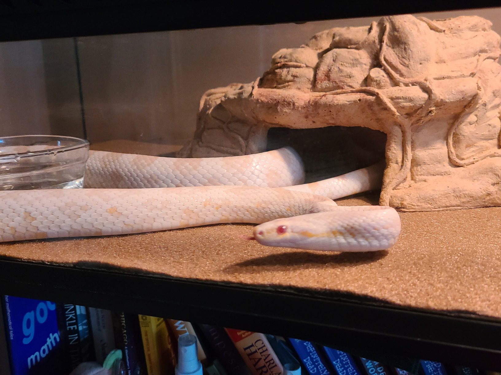 Zilla Heat Mat, Terrarium Heater for Reptiles, Snakes (Ball Pythons, Corn Snakes), Leopard Geckos, Tortoises, Amphibians and Arachnids, Small, Fits 10-20 Gallon, 8 Watt customer photo 2