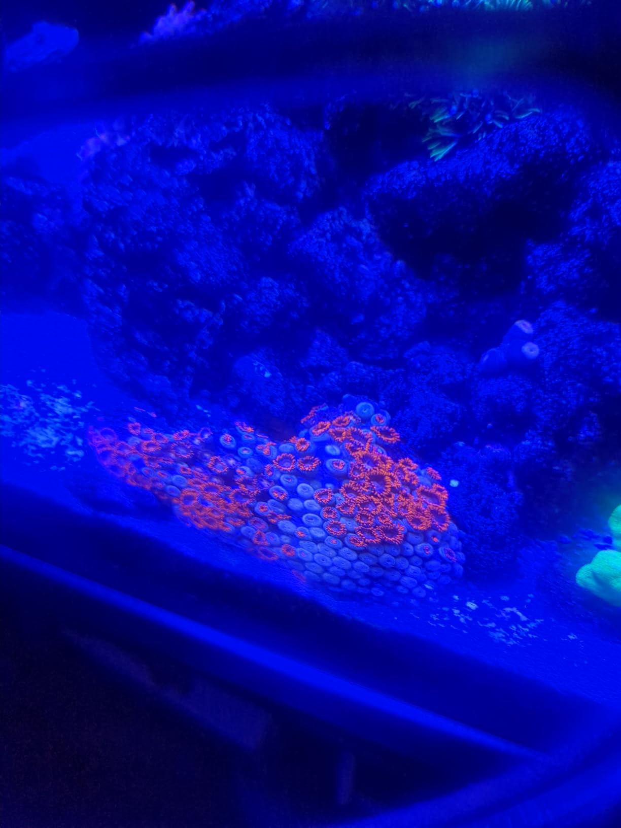 Blue Ocean Corals Coral Rx Dip Aquarium Treatment, 8-Ounce customer photo 1