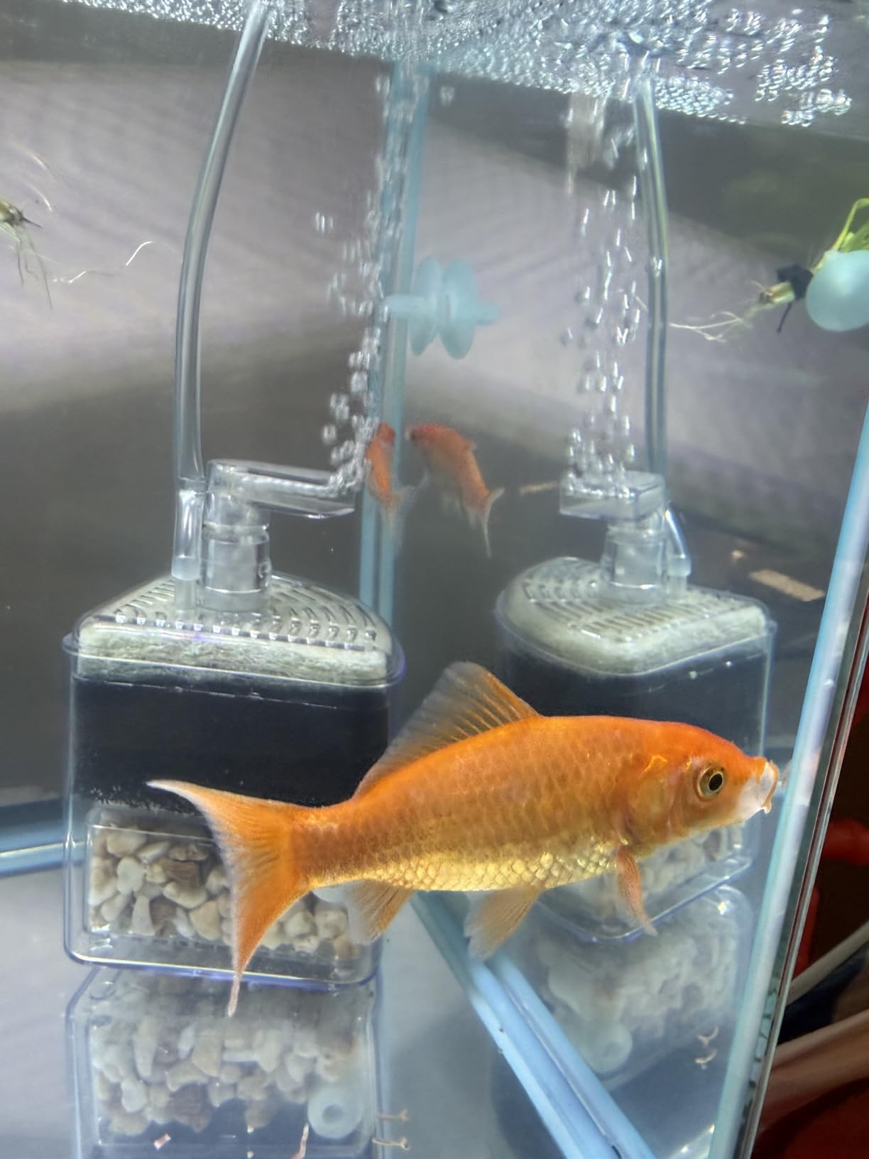 Tetra Ick Guard 8 Count, Quick Remedy For Ick In Aquariums, Golds & Yellows customer photo 1