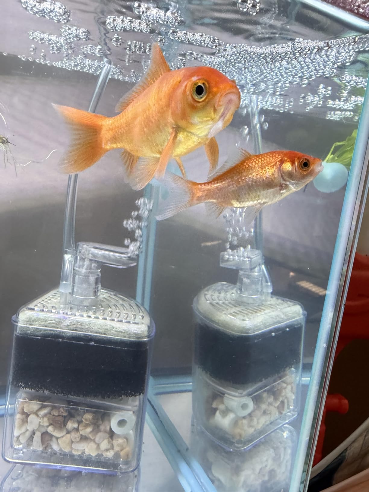 Tetra Ick Guard 8 Count, Quick Remedy For Ick In Aquariums, Golds & Yellows customer photo 2