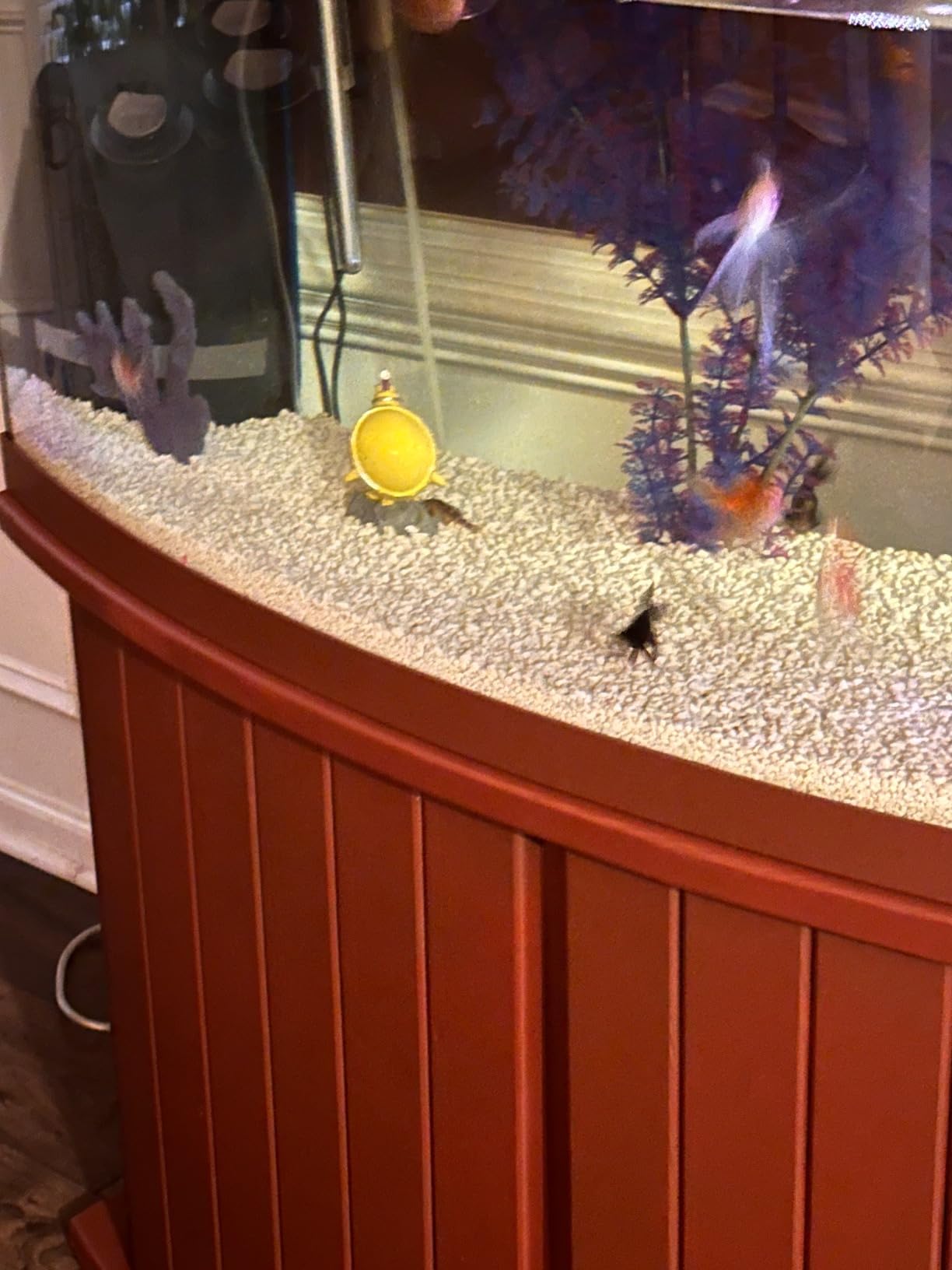 Hikari Saki Fancy Goldfish Fish Food for Premium Grade or Fancy Goldfish, 7 oz. (200g) customer photo 2