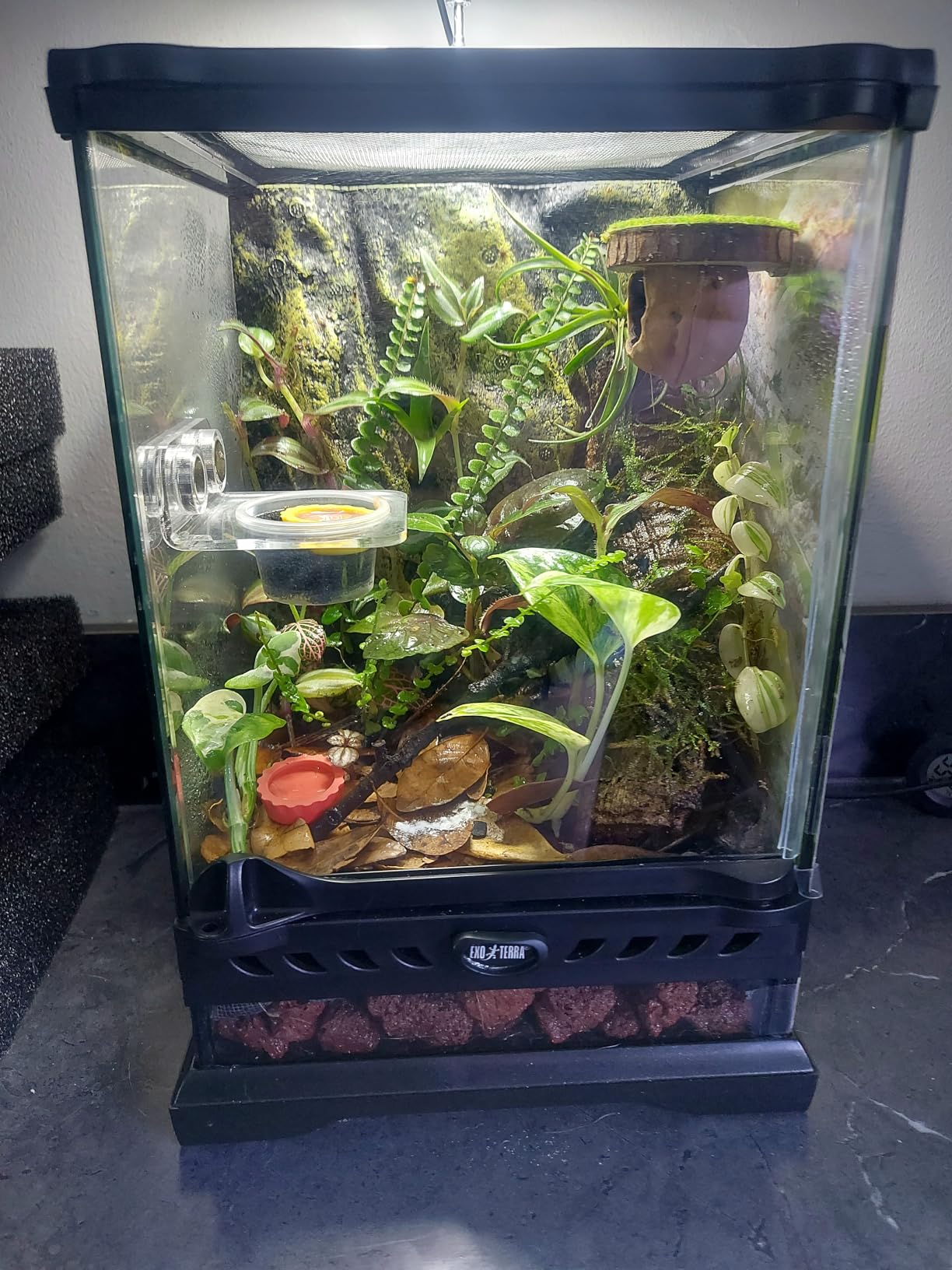 Exo Terra Glass Nano Terrarium Kit, 8 x 8 x 12 Inches customer photo 1