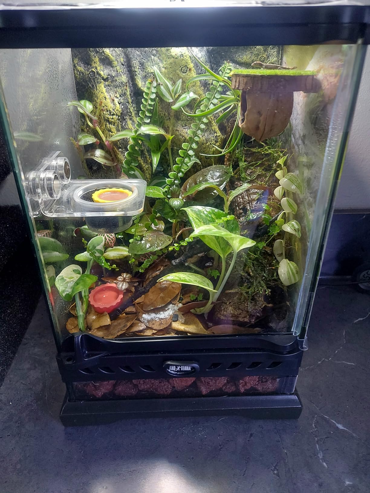 Exo Terra Glass Nano Terrarium Kit, 8 x 8 x 12 Inches customer photo 2