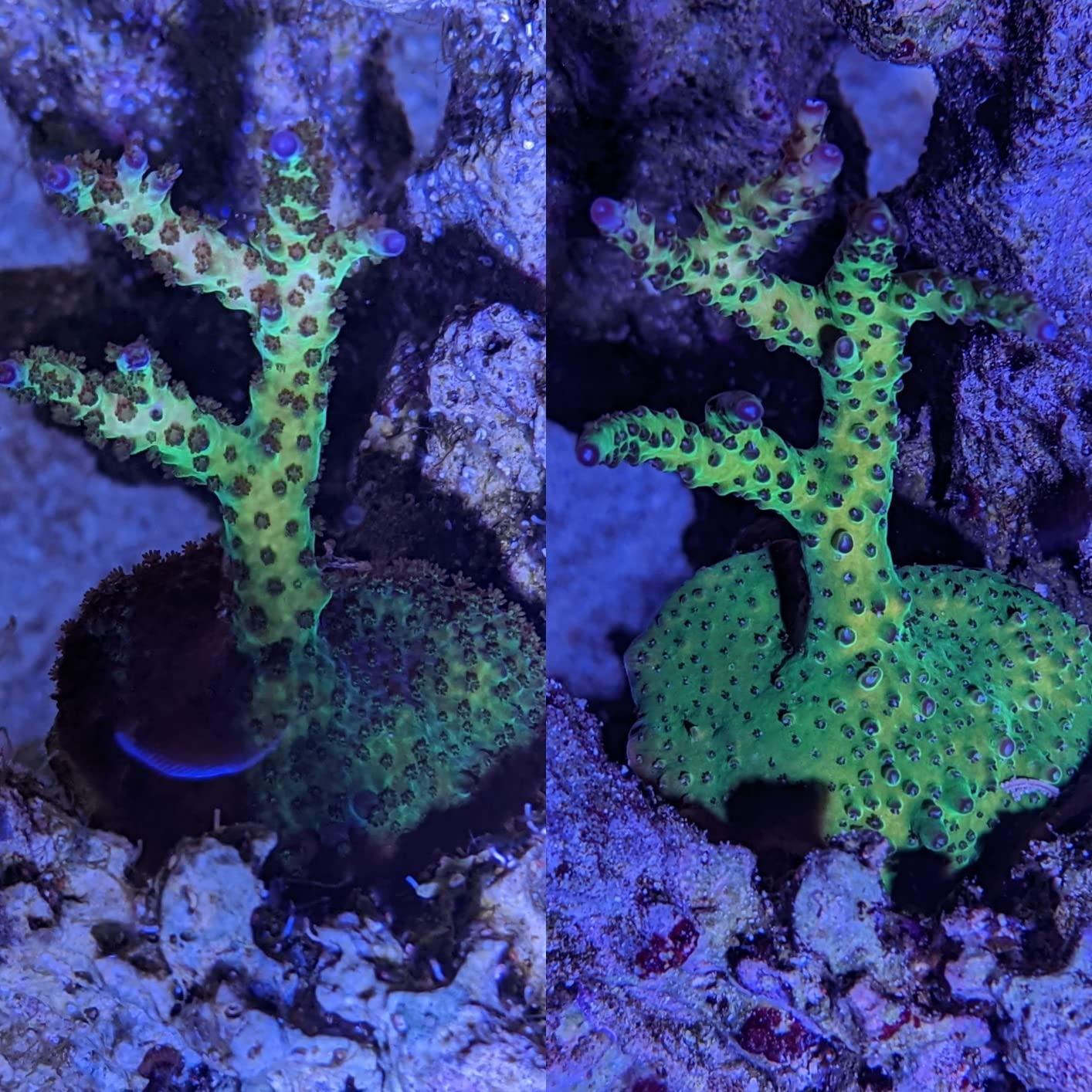 Red Sea Reef Colors A Supplement 500ml - Iodine, Bromine & Fluorine Trace Elements for Enhanced Pink Coral Coloration customer photo 1