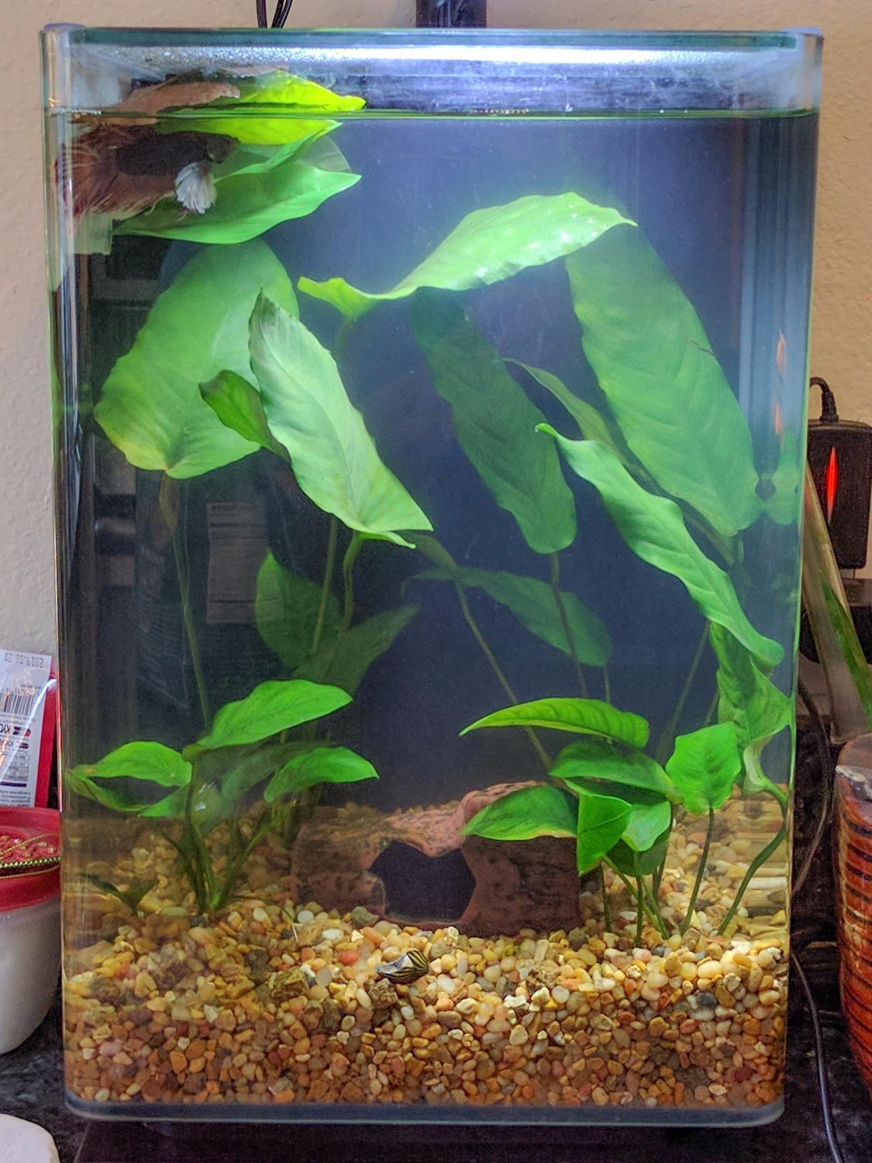 Aqueon Aquarium Siphon Vacuum Gravel Cleaner Mini - 5 Inches customer photo 1