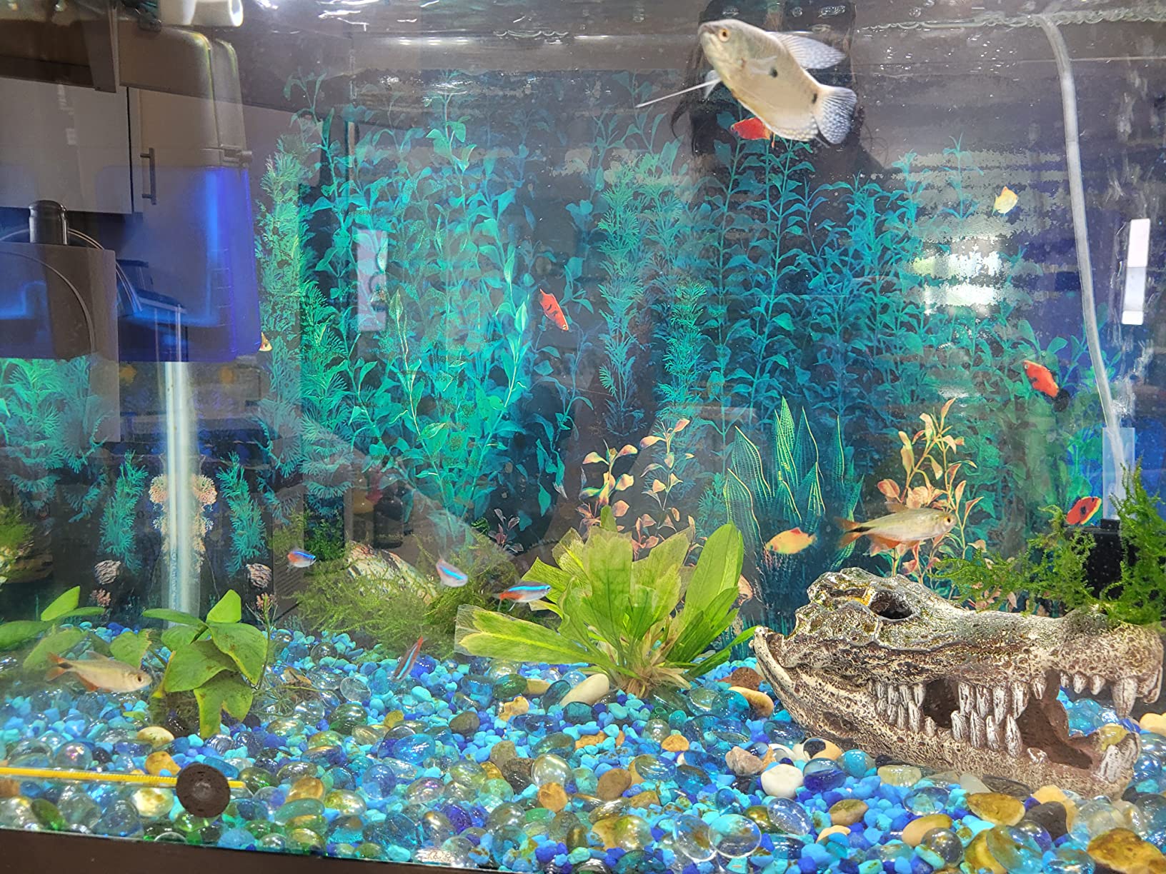 Aqueon Aquarium Siphon Vacuum Gravel Cleaner Mini - 5 Inches customer photo 2