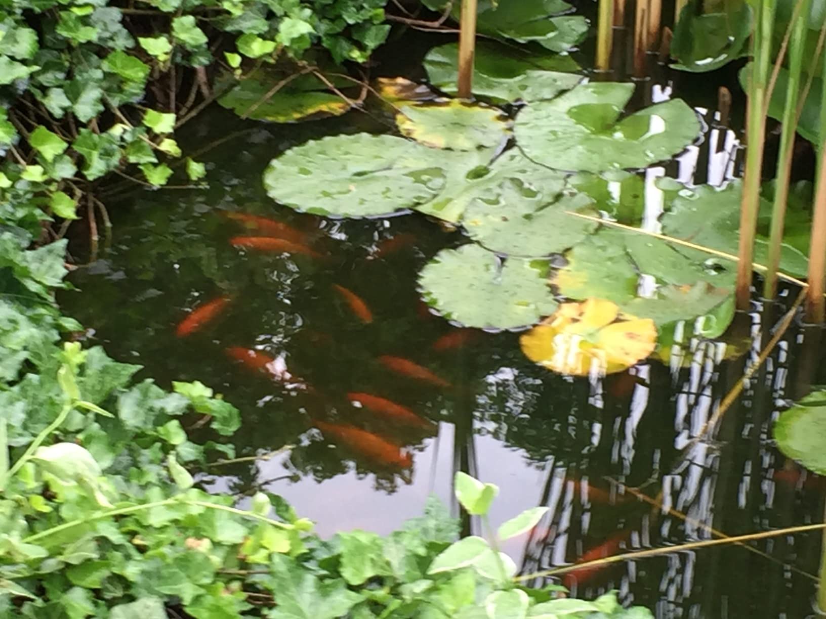 Matala Pond Vac II customer photo 1
