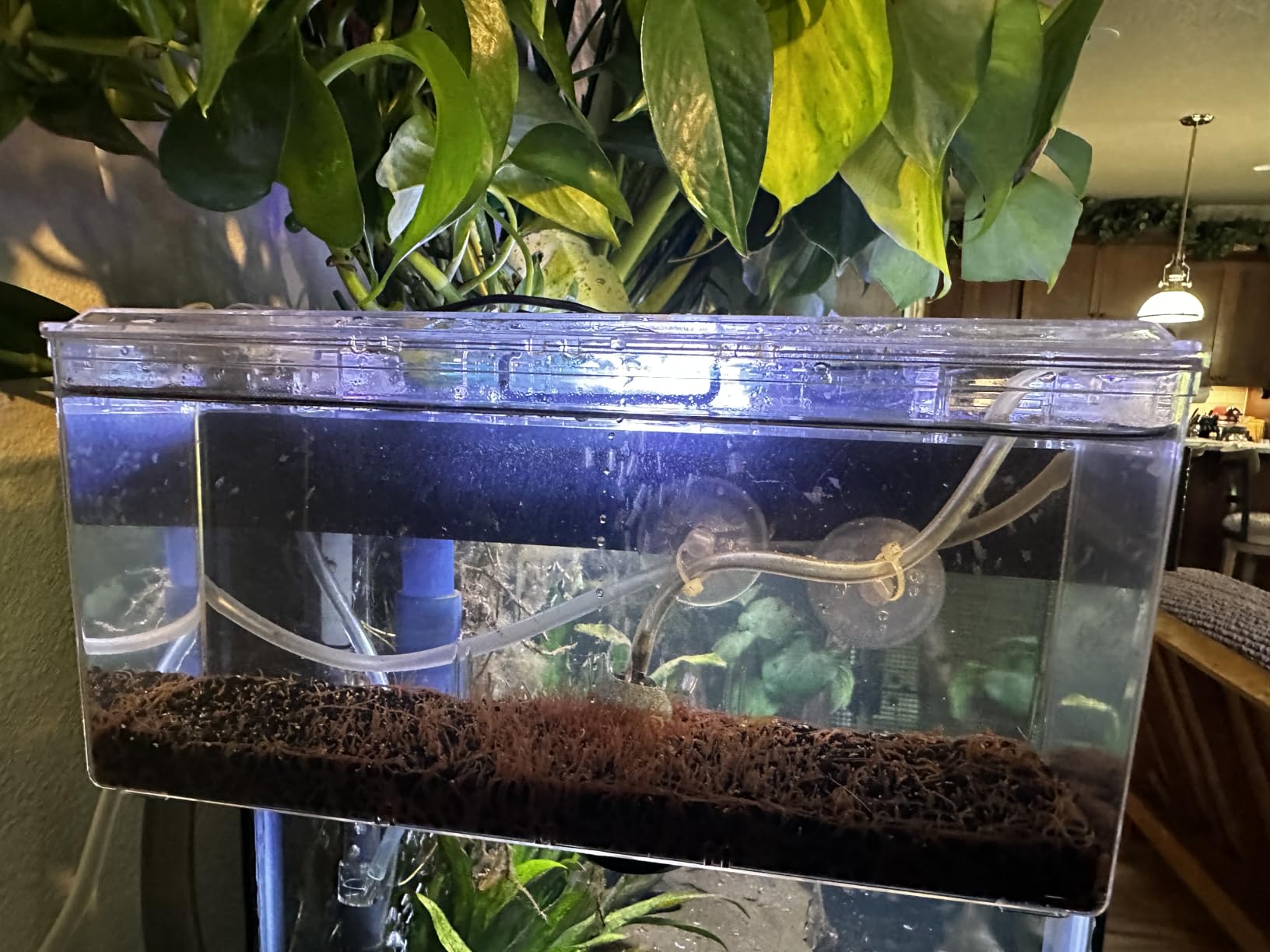 Fluval Multi-Chamber Holding and Breeding Box, Large | Up To 3 Separate Housing Compartments customer photo 1
