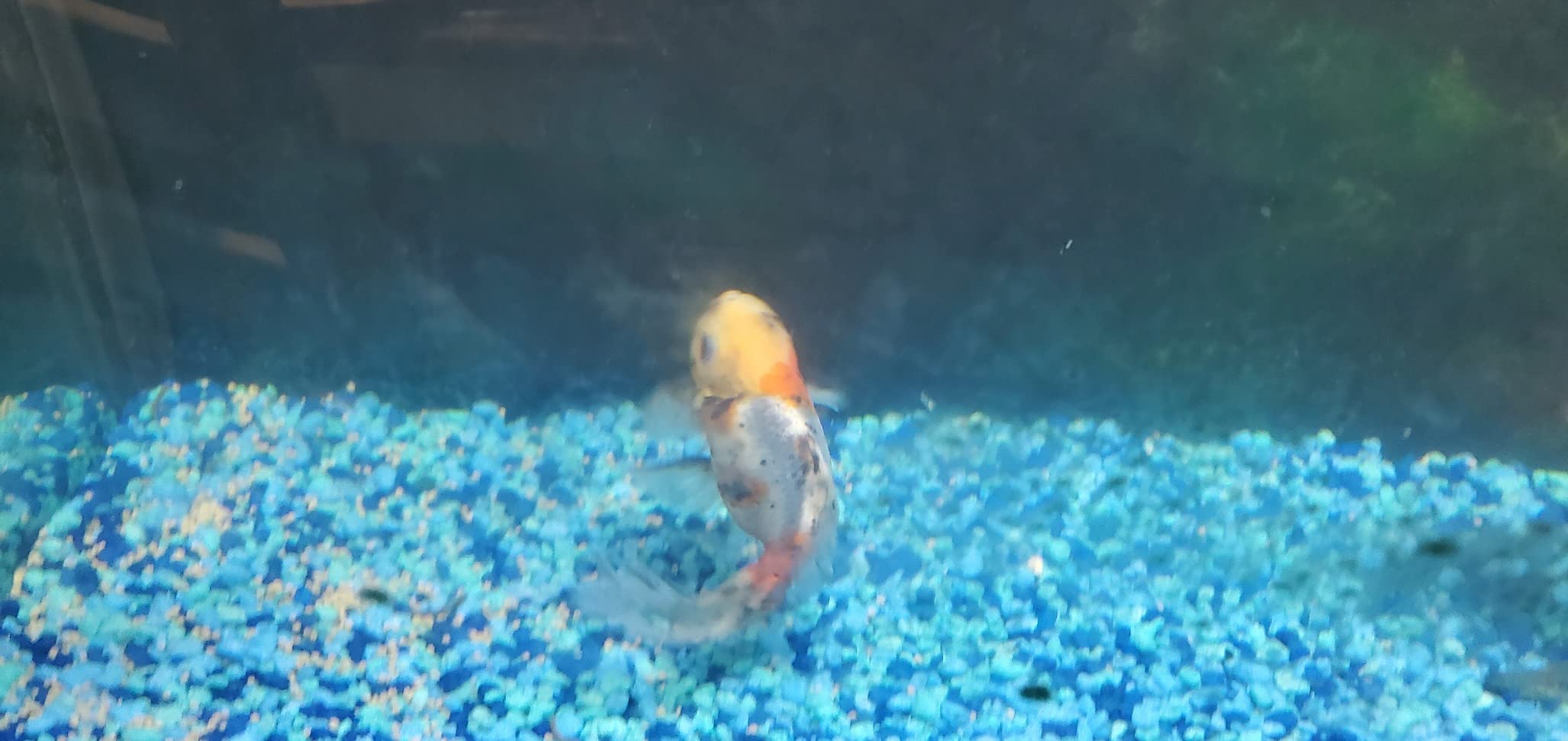 API GOLDFISH PELLETS Fish Food 7-Ounce Container customer photo 1