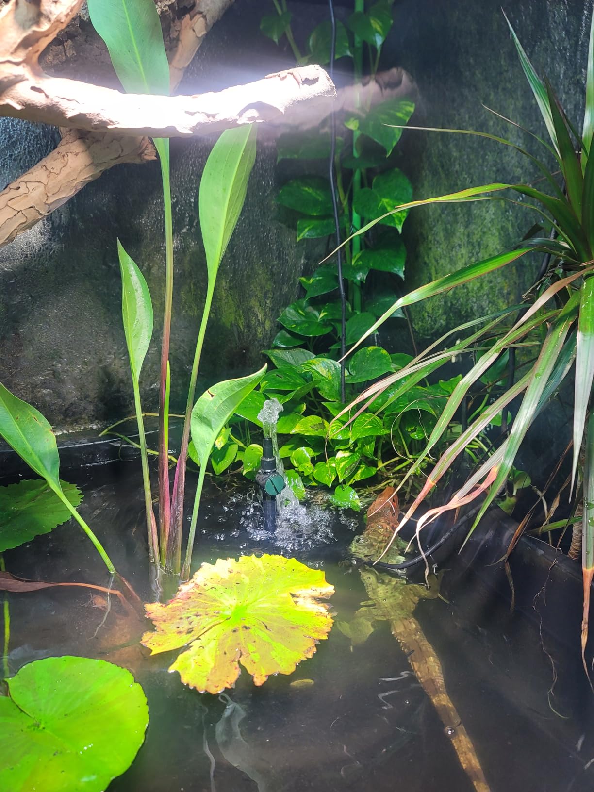 pond boss Medium Filter Kit with Pump for Ponds and Water Features customer photo 2