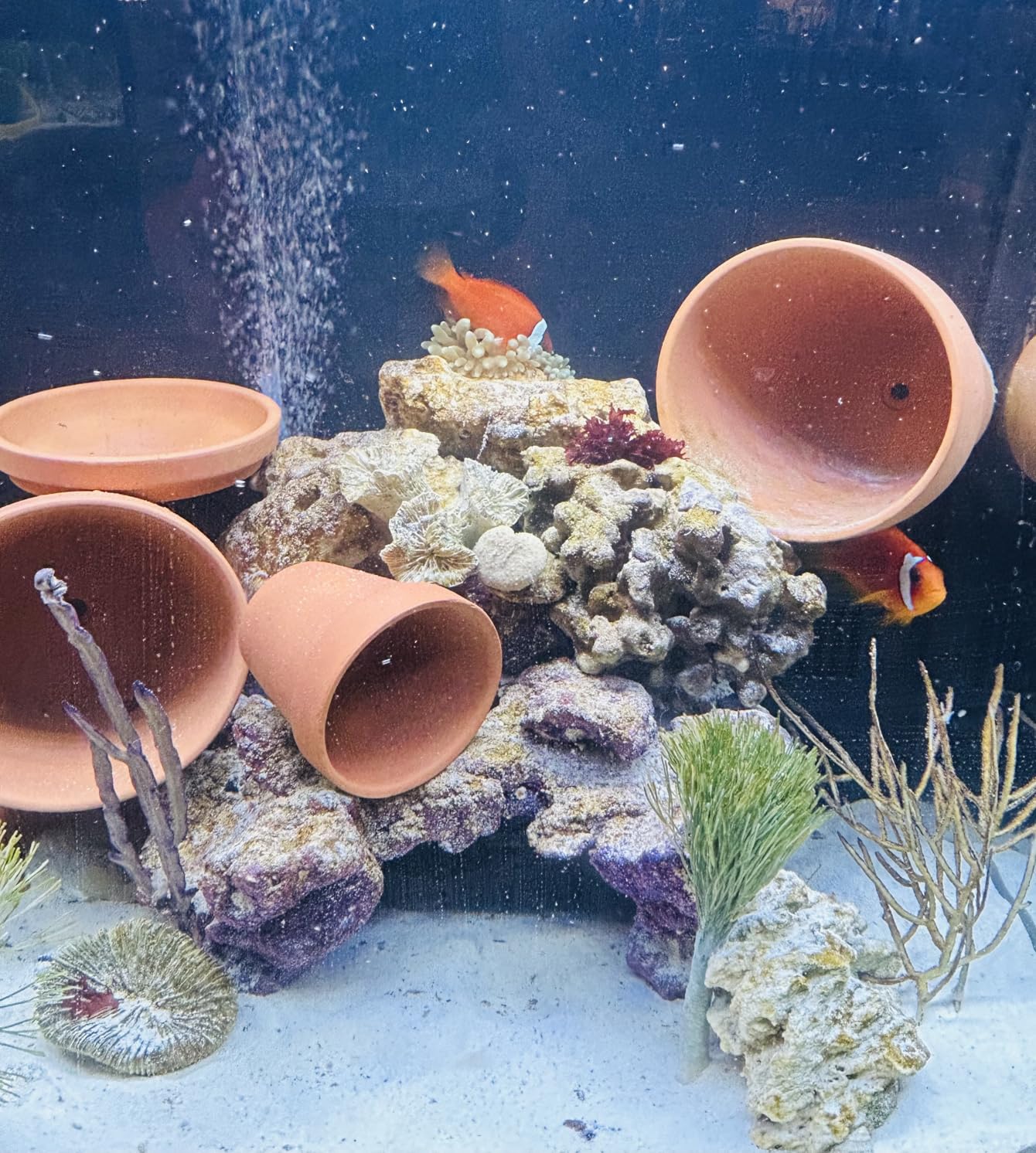 Kordon AmQuel Plus Aquarium Water Conditioner - Instantly Detoxifies Ammonia, Nitrite, Nitrate, and Chlorine Remover for Freshwater & Saltwater Aquariums, 16 Ounces customer photo 1