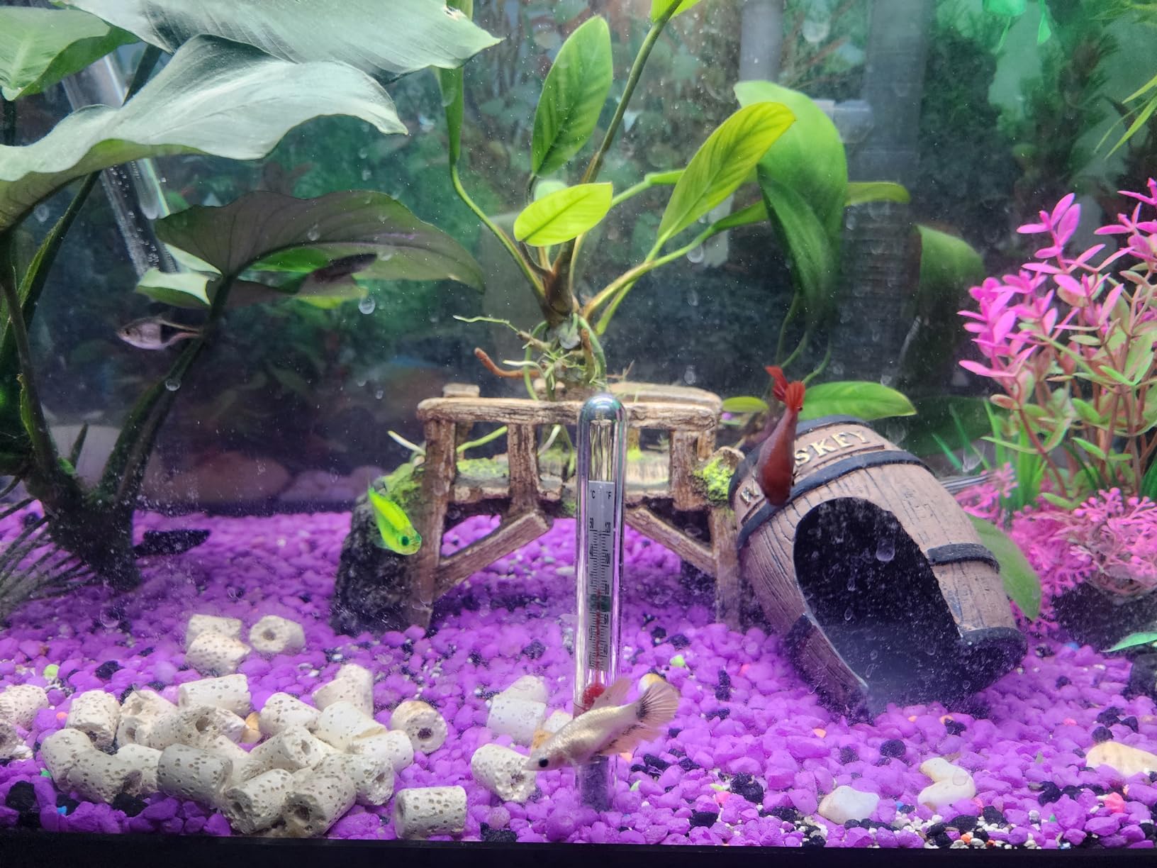 Kordon AmQuel Plus Aquarium Water Conditioner - Instantly Detoxifies Ammonia, Nitrite, Nitrate, and Chlorine Remover for Freshwater & Saltwater Aquariums, 16 Ounces customer photo 2