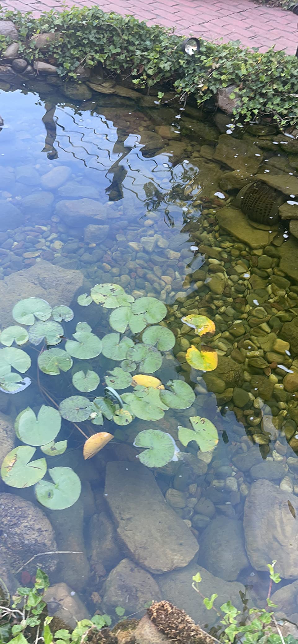 GreenClean Granular Algaecide, 20 lbs, String Algae Control for Koi Ponds, Fountains, Waterfalls, Water Features on Contact, EPA Registered customer photo 1