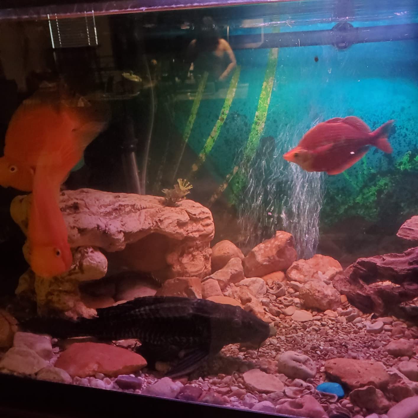 Omega One Cichlid Flakes, 5.3 oz customer photo 1