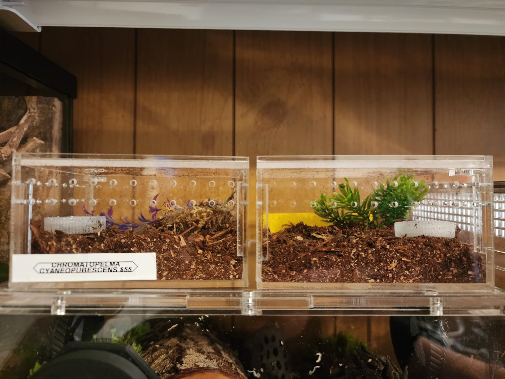 Zilla Pet Reptile Terrarium Substrate Bedding, Jungle Mix, for Frogs, Rainforest Geckos, Toads and Snakes, 8 Quart customer photo 1