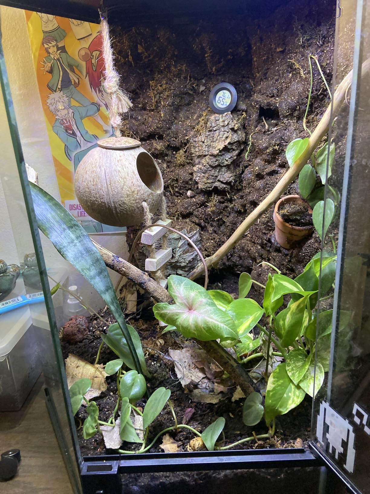 Zilla Pet Reptile Terrarium Substrate Bedding, Jungle Mix, for Frogs, Rainforest Geckos, Toads and Snakes, 8 Quart customer photo 2