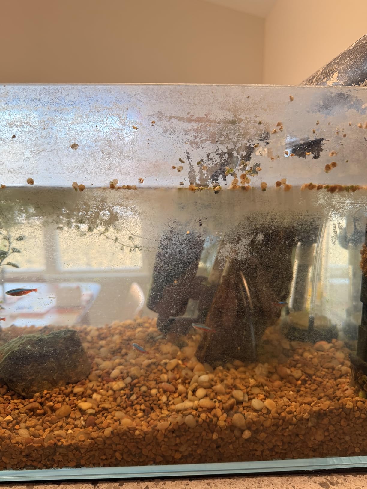 Flipper Standard Aquarium Algae Magnet Cleaner (for Glass or Acrylic Tanks 1/4-1/2-Inch) customer photo 1