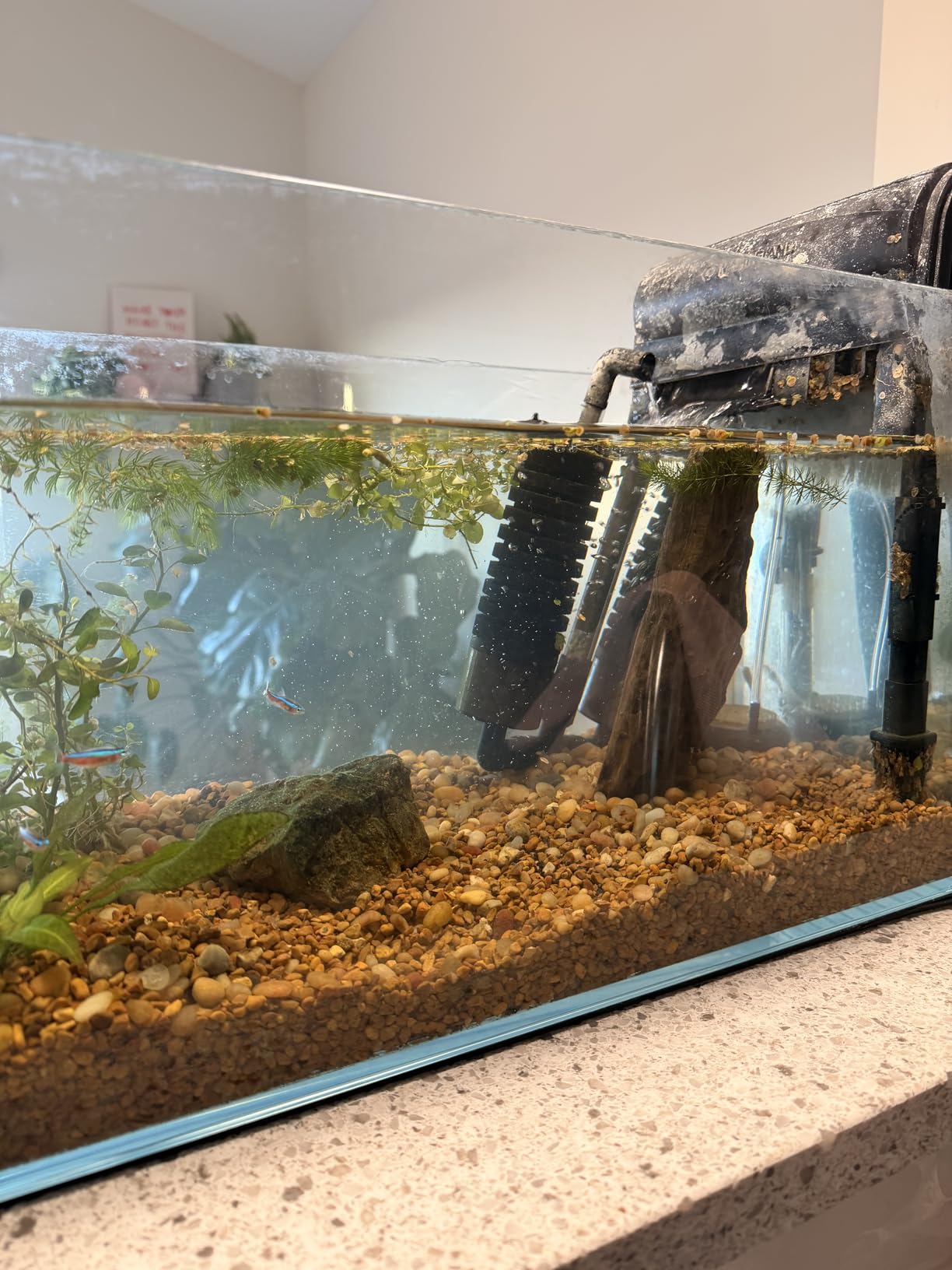 Flipper Standard Aquarium Algae Magnet Cleaner (for Glass or Acrylic Tanks 1/4-1/2-Inch) customer photo 2
