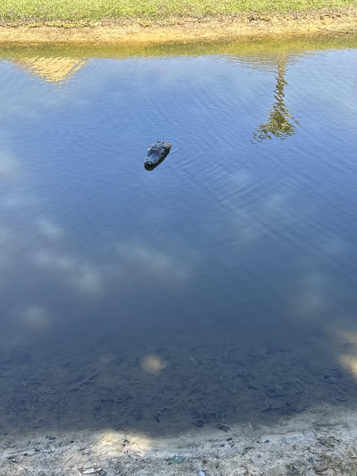 Outdoor Water Solutions Floating Alligator | Predator Deterrent | Pond Diffuser Marker customer photo 1