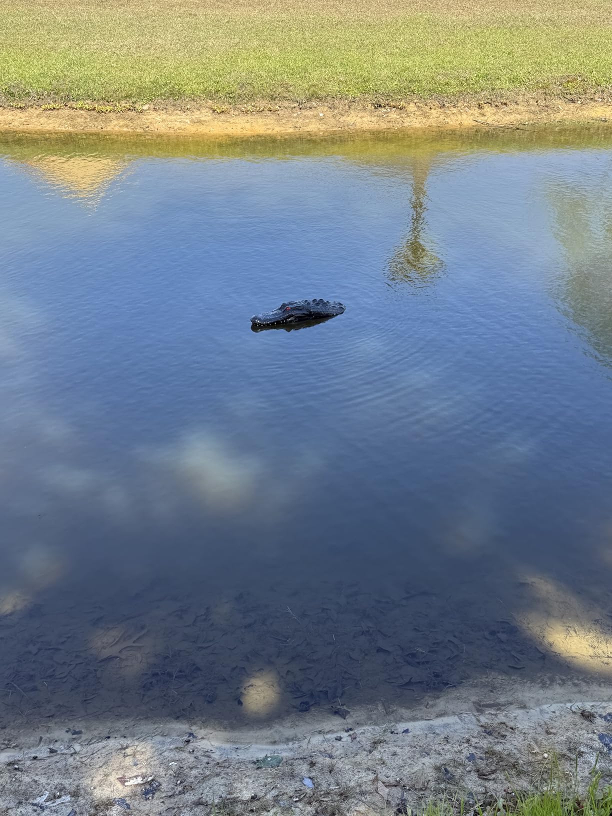 Outdoor Water Solutions Floating Alligator | Predator Deterrent | Pond Diffuser Marker customer photo 2