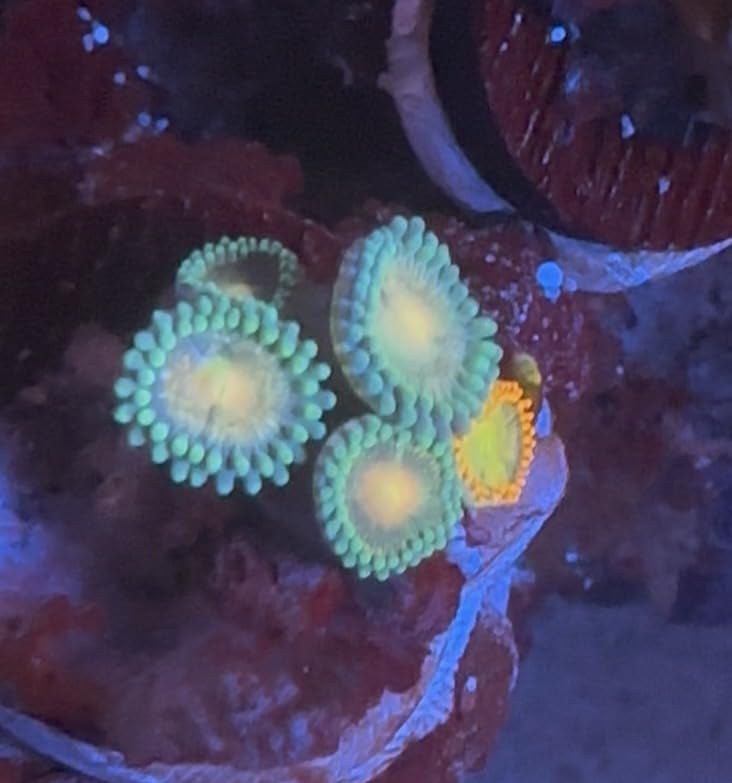 Polyp Lab Nano Reef-Roids Coral Food - 37g (Jar not Included) customer photo 1