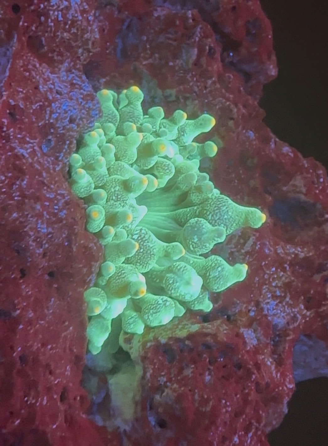 Polyp Lab Nano Reef-Roids Coral Food - 37g (Jar not Included) customer photo 2