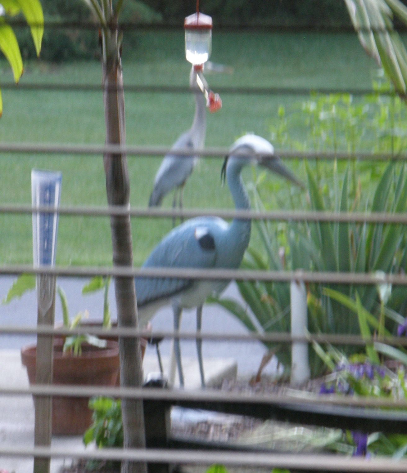 Aquascape Blue Heron Bird Decoy for Pond Water Feature and Garden 81030 customer photo 1