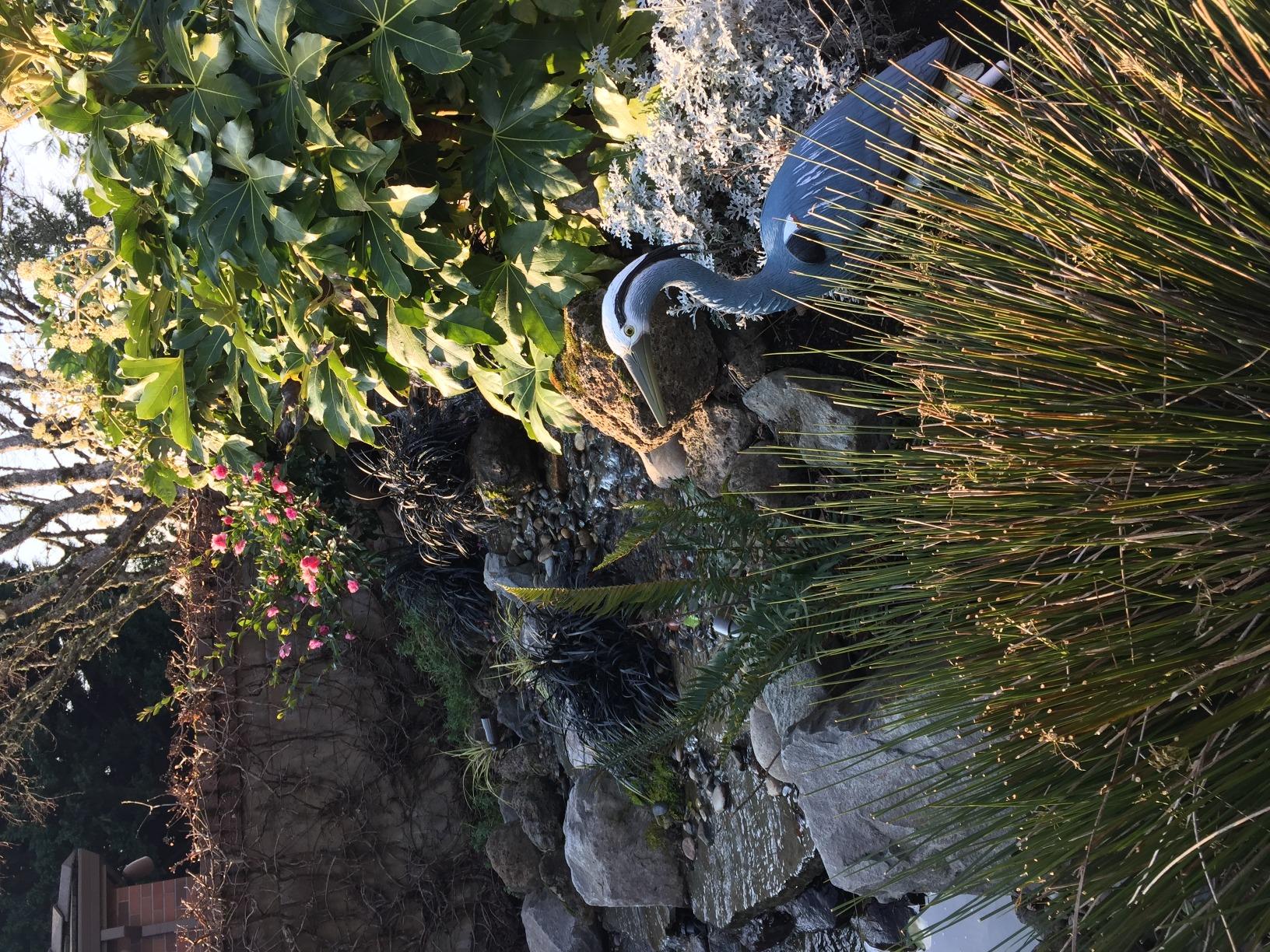 Aquascape Blue Heron Bird Decoy for Pond Water Feature and Garden 81030 customer photo 2