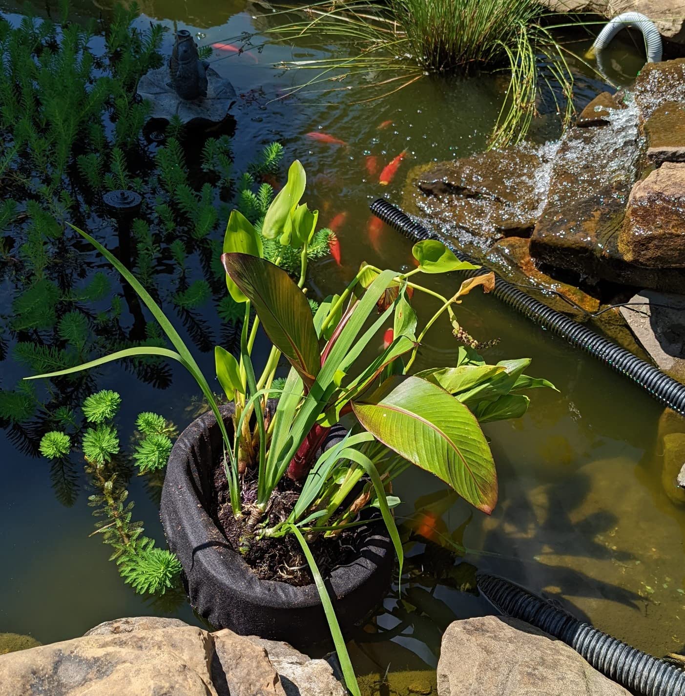 Aquascape Floating Island Planter for Ponds, Gardens, and Water Features | 89006, Black customer photo 1
